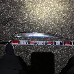 タチウオ