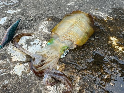 アオリイカの釣果