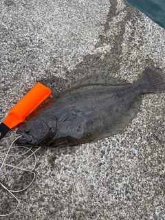 ヒラメの釣果
