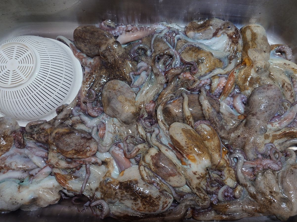 変態様さんの釣果 2枚目の画像