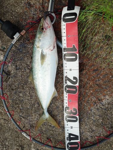 ヤズの釣果