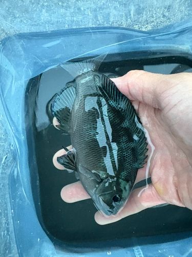 グレの釣果