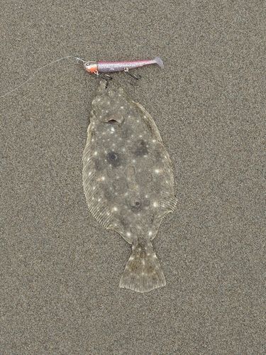 ソゲの釣果