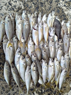 マアジの釣果