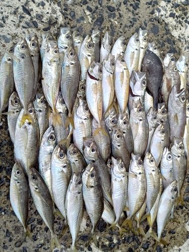 マアジの釣果