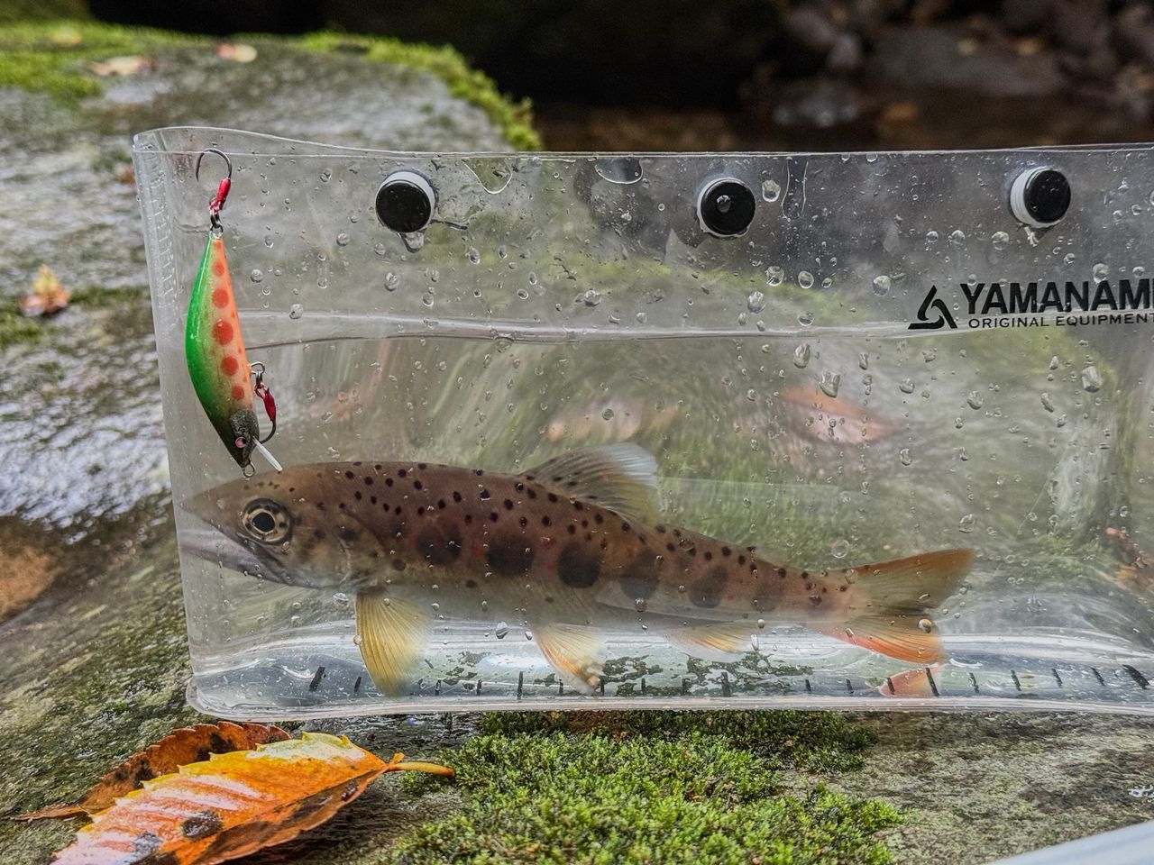 アマゴ