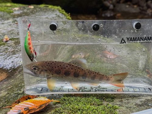 アマゴの釣果
