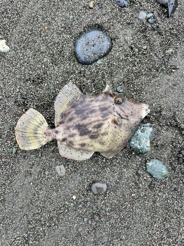 西湘サーフ
