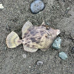カワハギ