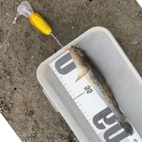 マハゼの釣果