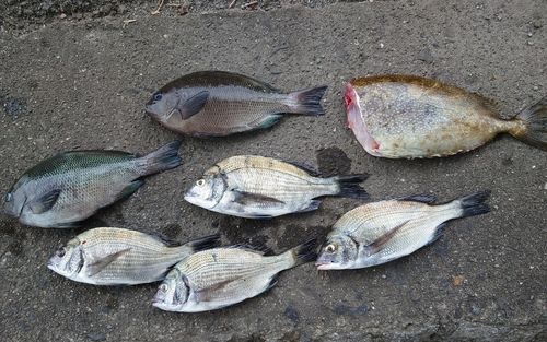 チヌの釣果