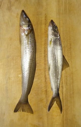 ボーンフィッシュの釣果