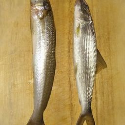 ボーンフィッシュ