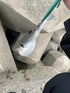 クサフグの釣果