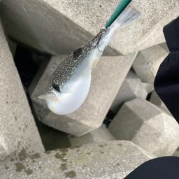 クサフグ