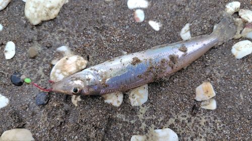 シロギスの釣果