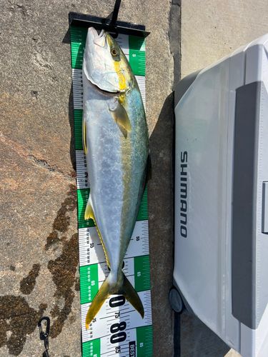 ヒラマサの釣果