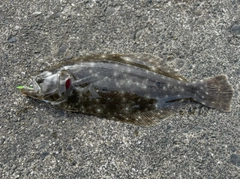 ヒラメの釣果