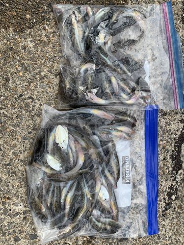 ハゼの釣果