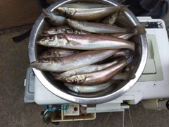 シロギスの釣果