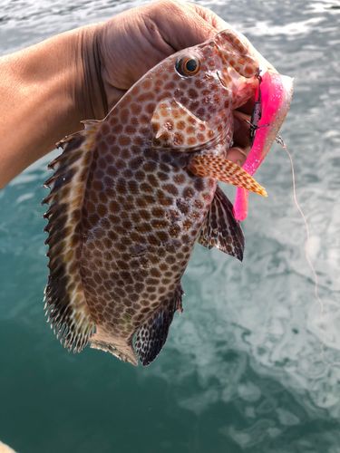 オオモンハタの釣果