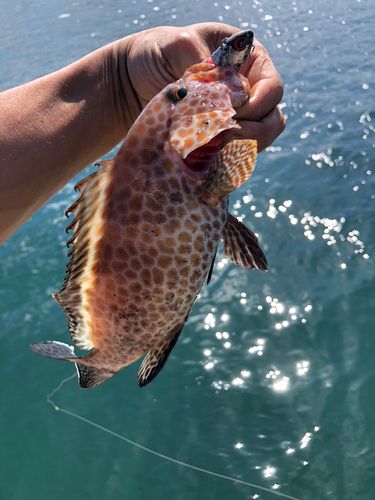 オオモンハタの釣果