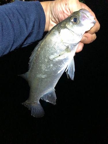 セイゴ（ヒラスズキ）の釣果