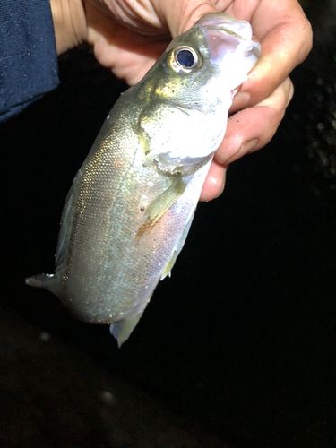 セイゴ（マルスズキ）の釣果