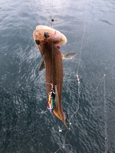 エソの釣果