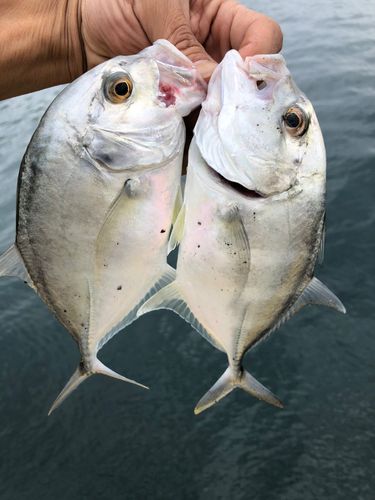 ロウニンアジの釣果