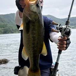 ブラックバス