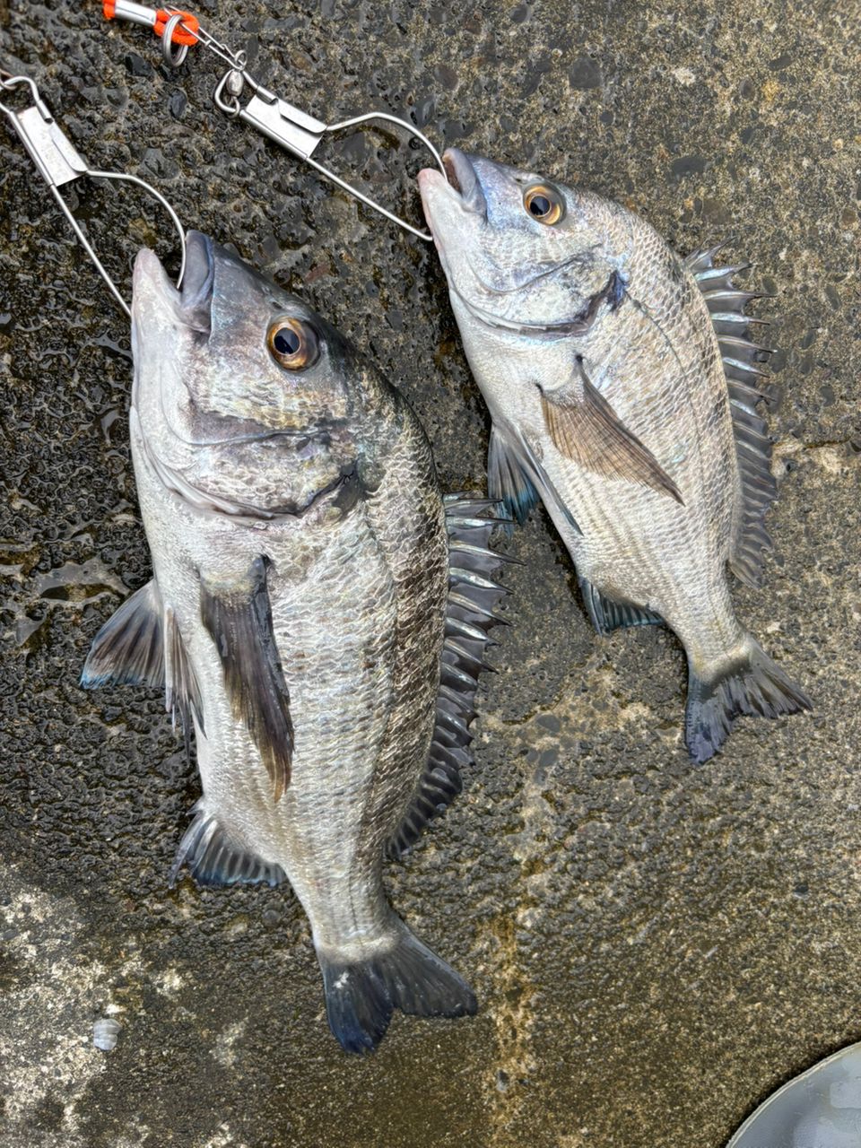 クロダイ