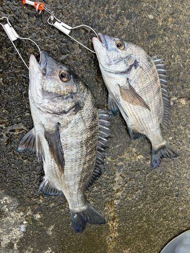クロダイの釣果