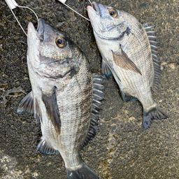 クロダイ