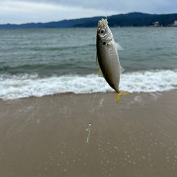 アジ