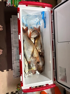 タイの釣果