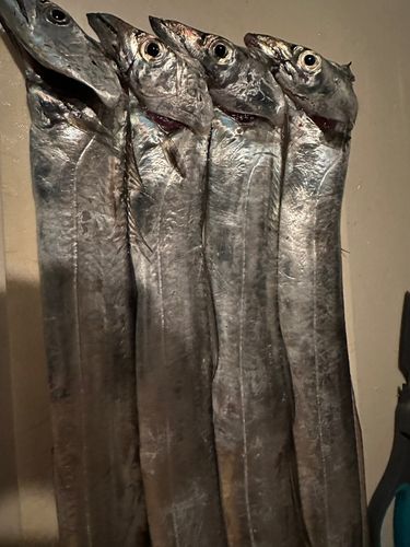 タチウオの釣果