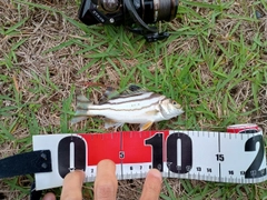 コトヒキの釣果