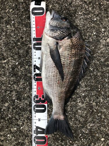 チヌの釣果