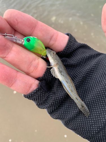 ハゼの釣果