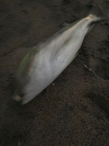 スズキの釣果