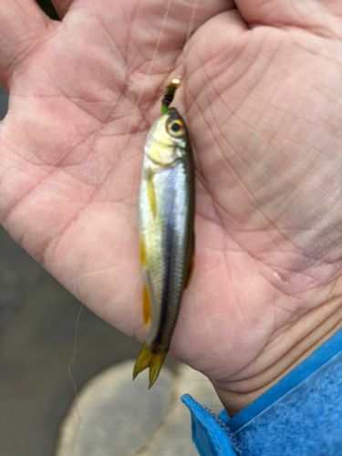 アブラハヤの釣果