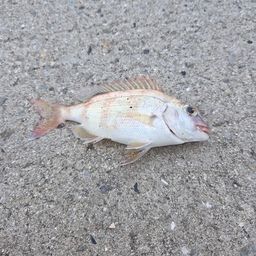 タケノコメバル