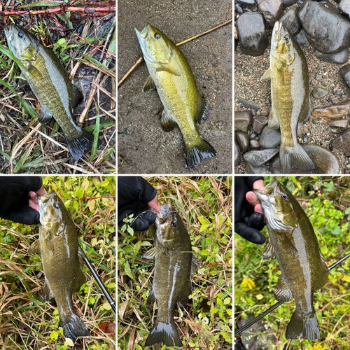 スモールマウスバスの釣果