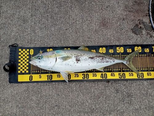 ワラサの釣果