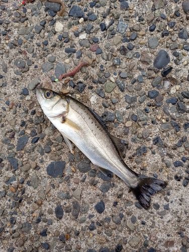セイゴ（ヒラスズキ）の釣果