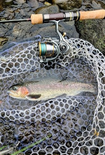 ニジマスの釣果