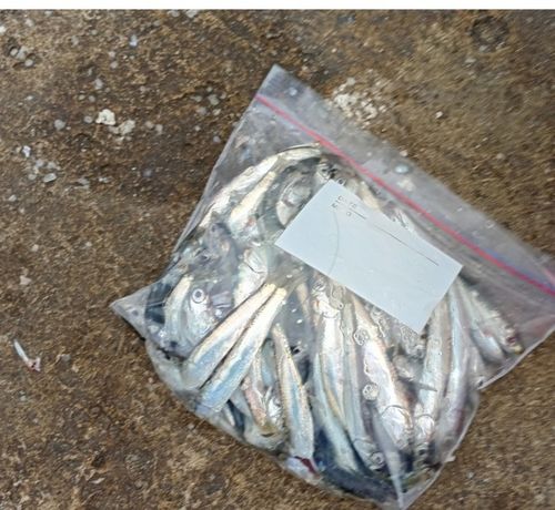 カタクチイワシの釣果