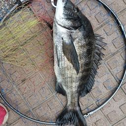 クロダイ