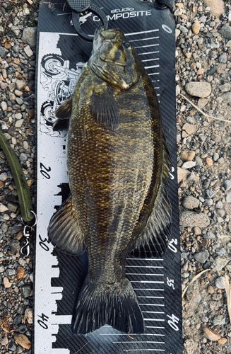 スモールマウスバスの釣果